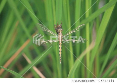 白蜻蜓在耳朵出苗期間清晨在稻田中出現 93848514