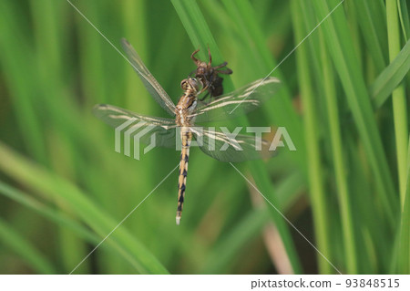白蜻蜓在耳朵出苗期間清晨在稻田中出現 93848515