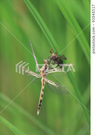白蜻蜓在耳朵出苗期間清晨在稻田中出現 93848517
