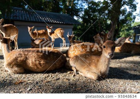 A herd of deer in Nara A herd of deer in Nara 93848634