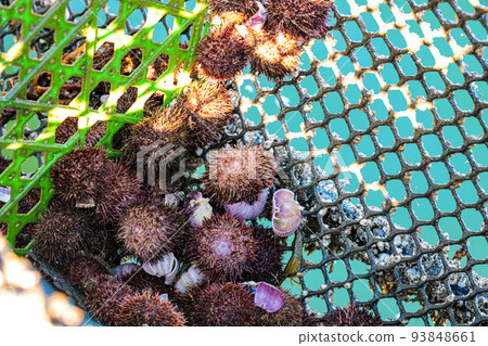 海膽養殖籃中的海膽 93848661