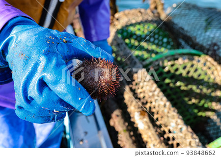 Kiritappu farmed sea urchin 93848662
