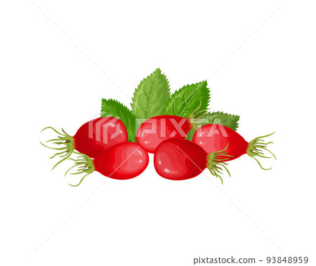 Rosehip. An image of a rosehip with green leaves. Ripe rosehip. Medicinal plant. Vector illustration isolated on a white background Rosehip. An image of a rosehip with green leaves. Ripe rosehip. Medicinal plant. Vector illustration isolated on a white background 93848959