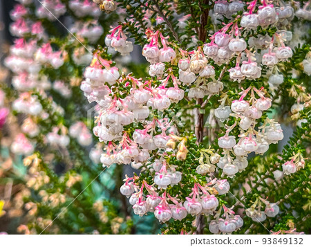 Erica flowers in early spring Erica flowers in early spring 93849132
