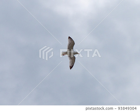 One seagull bird is flying in a cloudy sky. Overcast, gray sky. White bird flying under clouds 93849304