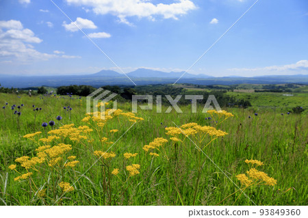 Ominaeshi (Goro flower) and Aso five peaks in the background 93849360