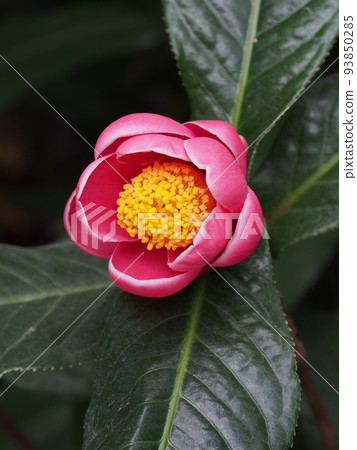 山茶花 山茶花 93850285