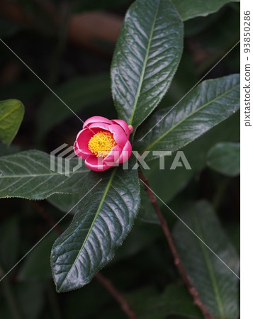 山茶花 山茶花 93850286