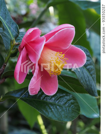 山茶花 山茶花 93850287