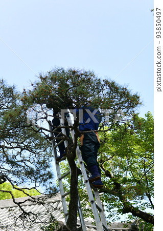 A gardener is on a ladder tending a pine tree A gardener is on a ladder tending a pine tree 93850497