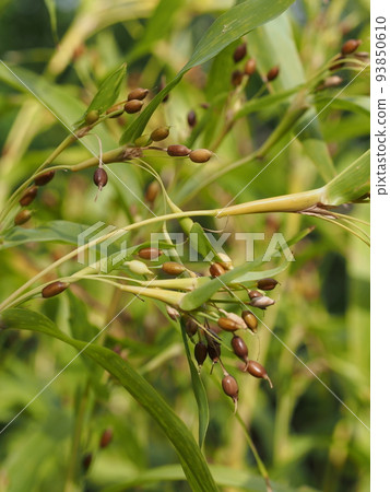 Pearl barley Pearl barley 93850610