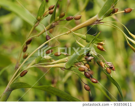 Pearl barley 93850611