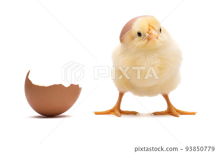 Little chick with egg shell isolated on white background 93850779