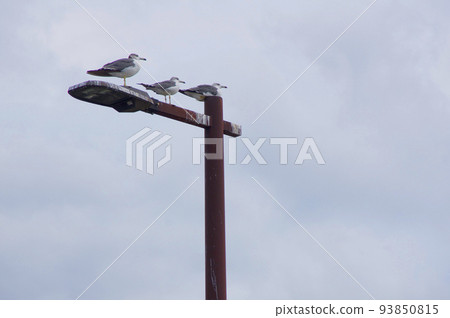 Seabirds resting their wings 93850815