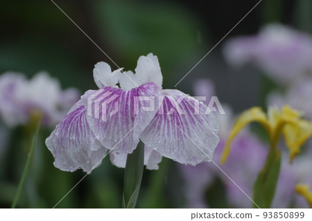 gardening irises, 93850899