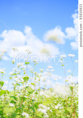 The arrival of autumn Buckwheat flowers 93850915