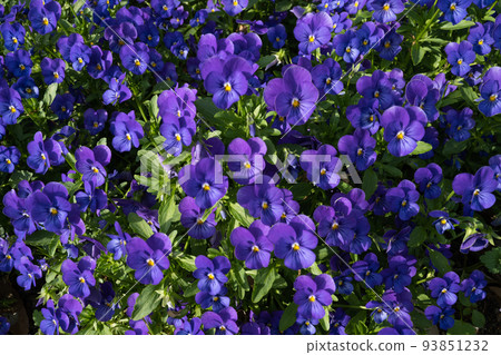 Bright purple flowers Bright purple flowers 93851232