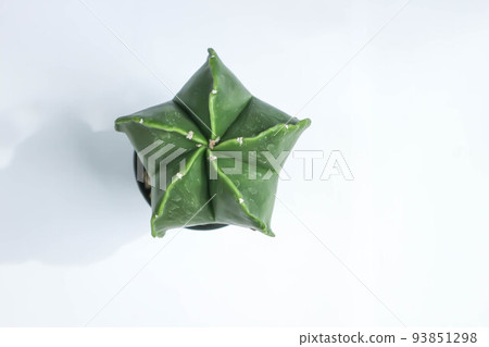Astrophytum myriostigma, astrophytum myriostigma nudum or astrophytum myriostigma var nudum or cactus Astrophytum myriostigma, astrophytum myriostigma nudum or astrophytum myriostigma var nudum or cactus 93851298