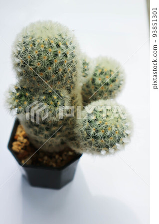 mammillaria ,mammillaria plumosa or cactus plant 93851301