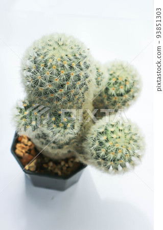 mammillaria ,mammillaria plumosa or cactus plant mammillaria ,mammillaria plumosa or cactus plant 93851303