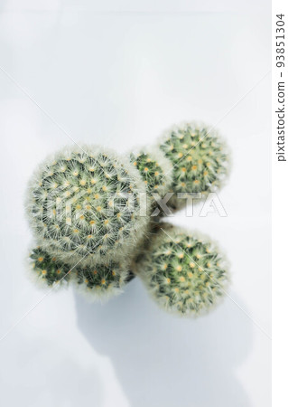 mammillaria ,mammillaria plumosa or cactus plant or succulent 93851304