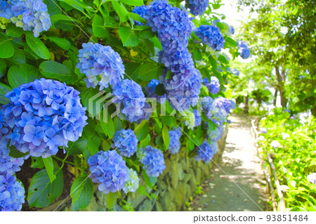 [Kanagawa Prefecture] Hayama Hydrangea Park 93851484