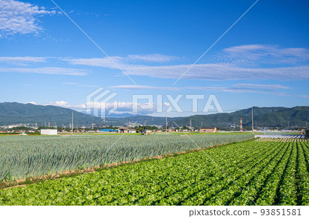 Matsumoto Ippon green onion and lettuce vegetable garden Shiojiri 93851581