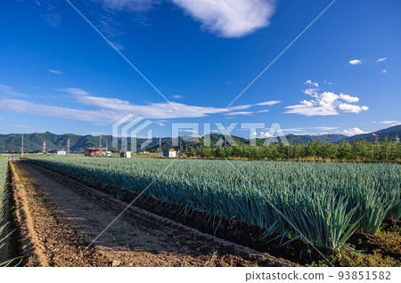 Green onion field in Shiojiri Green onion field in Shiojiri 93851582