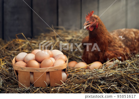 box of eggs with red chicken in dry straw inside a wooden henhouse 93851617