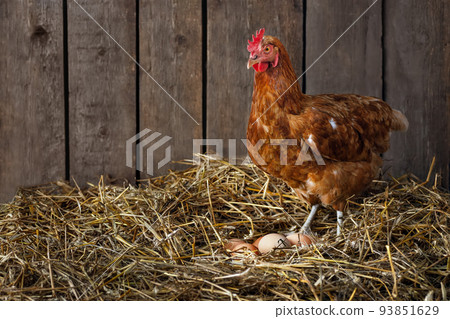 red laying hen standing and watches after her eggs 93851629