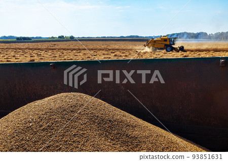 heap of coriander seeds with combine harvester on field on the background 93851631