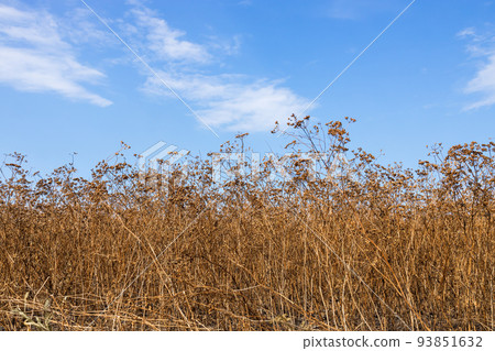 field of matured coriander plants and blue sky on the background 93851632