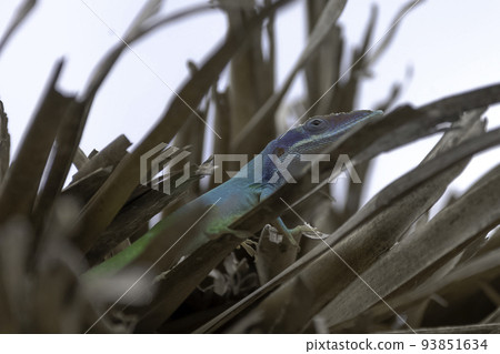 Allison's Anole (Anolis allisoni) 93851634
