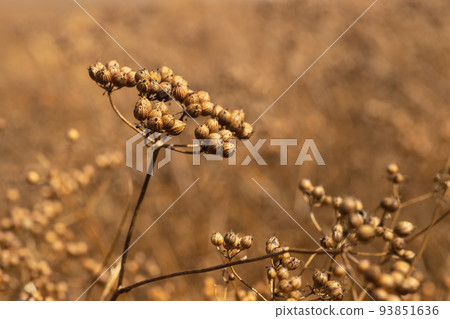 ripe head of coriander plants on field ready to harvest 93851636