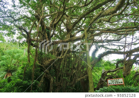 Amami's largest banyan tree, Kagoshima 93852128