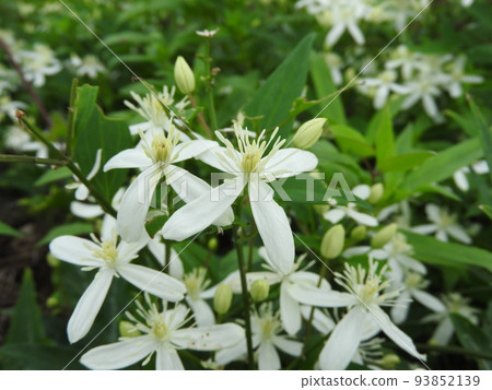 Senginsou (hermit grass) Senginsou (hermit grass) 93852139