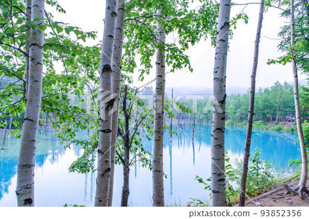 美瑛青池 93852356