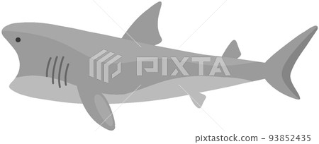 basking shark basking shark 93852435