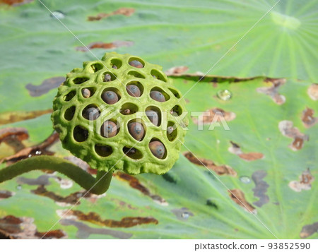 蓮花真的 93852590
