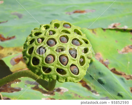 蓮花真的 93852593