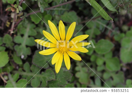 Flowers 93853251