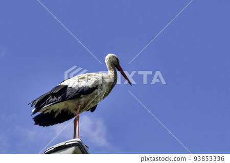 Adult white stork on the street lamp 93853336