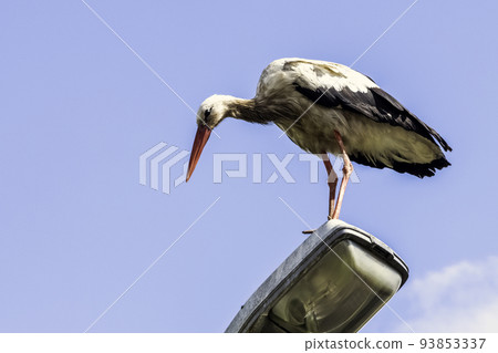 Adult white stork on the street lamp 93853337