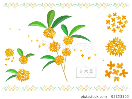 金木星桂花 93853503