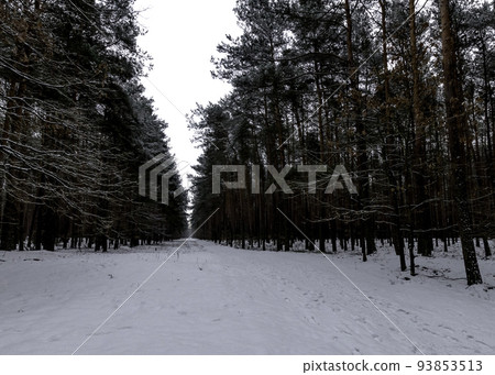 Winter in Kampinos National Park - Poland Winter in Kampinos National Park - Poland 93853513