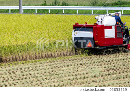Beginning of rice harvesting Beginning of rice harvesting 93853519