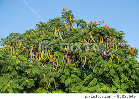 Delonyx regia tree with pods hanging on it Delonyx regia tree with pods hanging on it 93853649