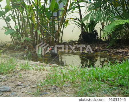 Yanbaru Kuina Ecological Exhibition and Learning Facility Kuina no Mori (Okinawa) Kuuta 93853943