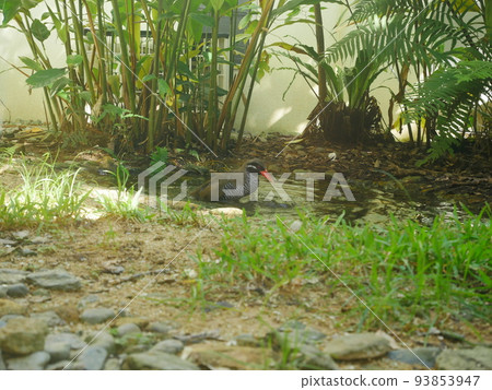 Yanbaru Kuina Ecological Exhibition and Learning Facility Kuina no Mori (Okinawa) Kuuta 93853947