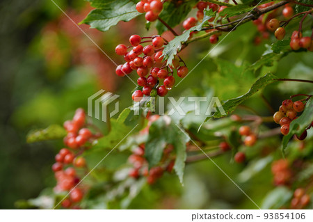 Cambok fruit turning bright red 93854106